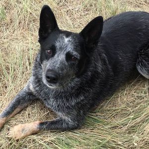 Meet your Posher, Brandy